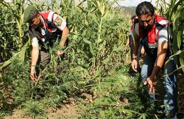 Kars Sarıkamış'ta Uyuşturucu Operasyonu