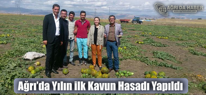 Yurtpınar Köyünde Yılın ilk Kavun Hasadı Yapıldı