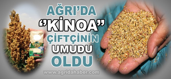 Ağrı'da Kinoa'nın Ekim Alanı Genişliyor