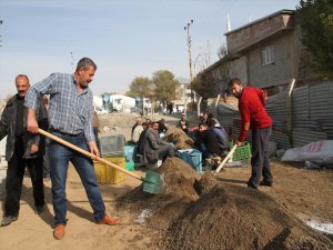 Muş'ta Tüplü Ceviz Fidanı Yetiştiriliyor