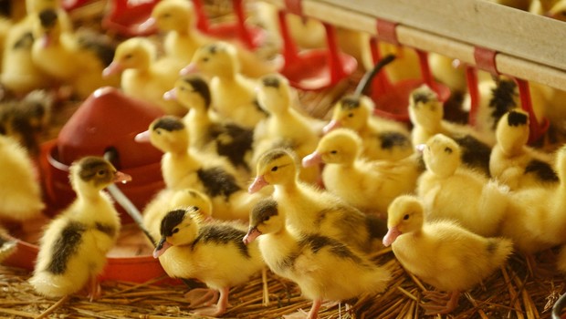 Kuş gribi, Fransa'da da hızla yayılıyor