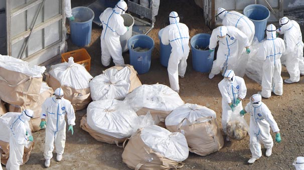 Hırvatistan'da Kuş gribi alarmı !