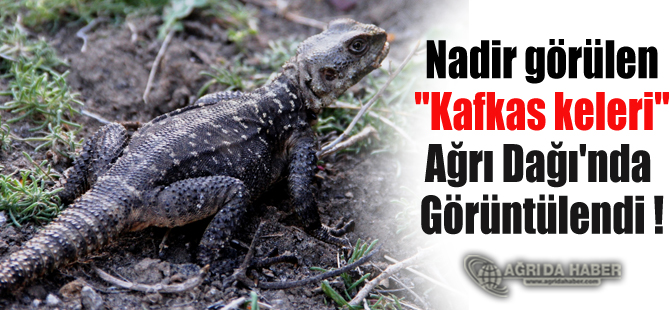 Nadir görülen 'Kafkas keleri' Ağrı Dağı'nda görüntülendi !
