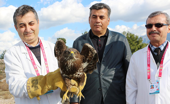 Alanya'da Tedavi edilen şahin doğaya salındı