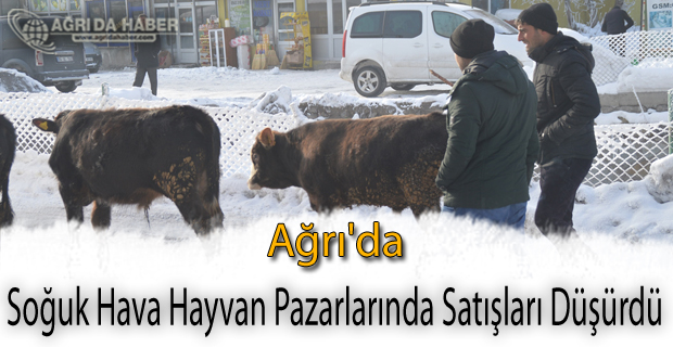 Ağrı'da Soğuk Hava Hayvan Pazarlarında Satışları Düşürdü