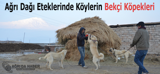 Ağrı Dağı Eteklerinde Köylerin Bekçi Köpekleri