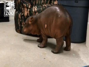 Cincinnati Zoo's premature born hippo Fiona takes first steps