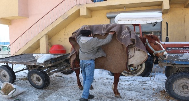 Ağrı'da At Arabacılar Battaniye İle Atlarını Isıtmaya Çalışıyor