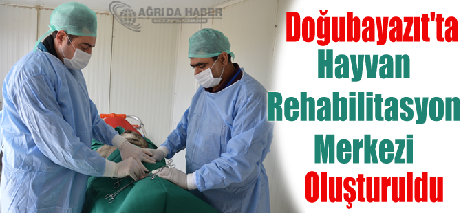 Doğubayazıt'ta Hayvan Rehabilitasyon Merkezi Oluşturuldu