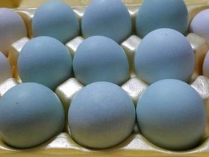 Son zamanlarda sıkça konuşulan mavi yumurta