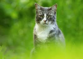 Karga Yuvasına Kedi Girdi İtfayeciler Şok Oldu !