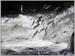 İnci Kefali Av Yasağı Başladı