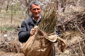 Hekimhanlı Çiftçilere Fidan Desteği