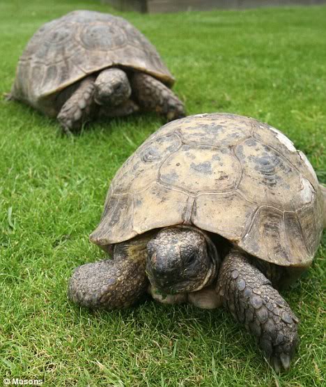 Kaplumbağalar inşaat çalışmalarından etkilenmemeleri için başka bir yaşam alanına götürüldü