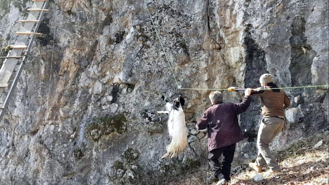 Kayalıklarda Mahsur Kalan Keçiler Kurtarıldı