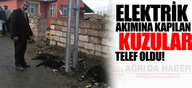 Elektrik Akımına Kapılan Kuzular Telef Oldu!