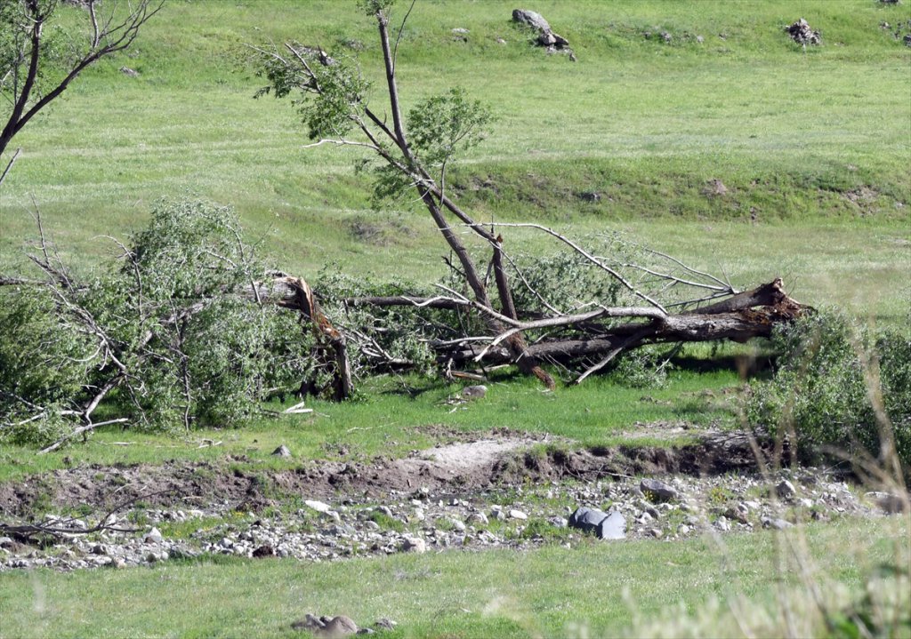 Sarıkamış'ta kuvvetli rüzgar ağaçların kırılmasına ve devrilmesine neden oldu