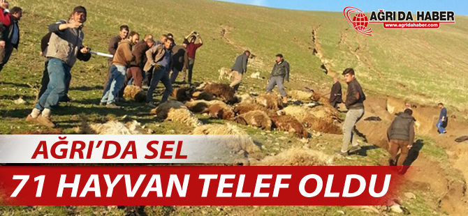 Ağrı'da sele kapılan 71 hayvan telef oldu