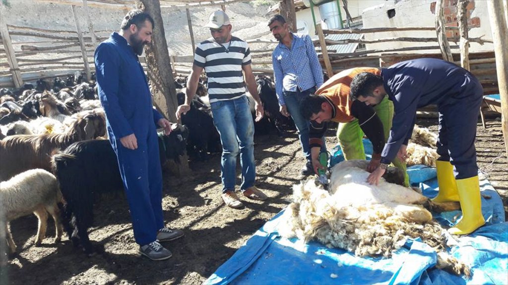 Malatya İli Damızlık Koyun ve Keçi Yetiştiricileri Birliği, besicilerin hayvanlarına makineli kırpım yaptı