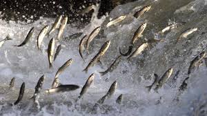 İnci Kefalinin Yolculuğu Kayıt Altına Alınıyor