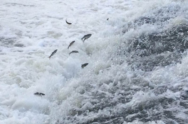 Gazeteciler, İnci Kefalinin Yolculuğunu Seyretti