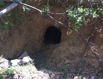 Tatvan'da 90 Bin Çiçek Ekildi