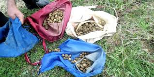 Yabani Orkide Soğanı Toplayan Kişiye Para Cezası Verildi !