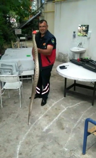 Eve Giren Yılan İtfaiye Ekiplerince Yakalandı