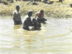 Çobanlar Sıcaktan Bunalan Hayvanlarını Nehirde Serinletiyorlar