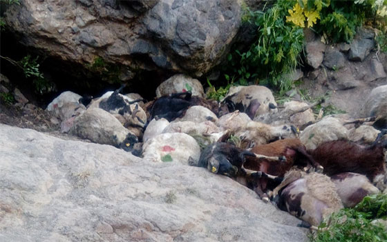 Van'da Kayalıklardan Atlayan 80 Koyun Telef Oldu !