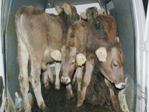 Hayvan Hırsızları İş Başında