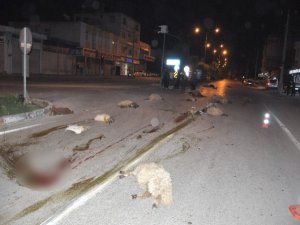 Malatya'da Trafik Kazasında 20 Küçükbaş Hayvan Telef Oldu