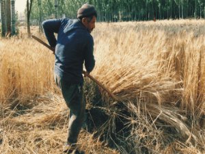 75 Yaşındaki 'Tırpancı Dede' Mesleğinde Gençlere Taş Çıkartıyor