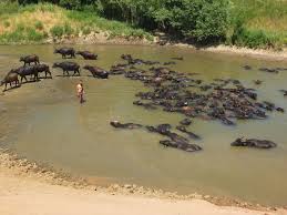 Hayvanlarını Nehirde Serinletiyorlar