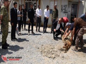 Hakkari'de Operasyondan Dönen Polisler İçin Kurban Kesildi