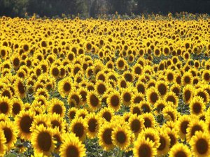 Ayçiçeğinde Son 50 Yılın En Yüksek Verimi Bekleniyor