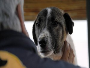 Fransa'da Köpeğini Döven Kişiye 6 Ay Hapis