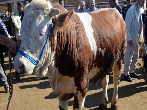 Büyükbaş Kurbanlıkların Kilogram Fiyatı 18 Lira