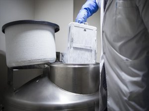 Kök Hücreler Yaşlı Kalpler İçin Zamanı Tersine Döndürüyor