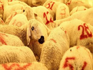 Yrd. Doç. Dr. Ece Çetin: Et Verimi İçin Kurbanlıklar Stresten Korunmalı