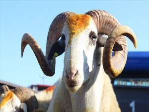 Kurban Kesecekler Dikkat! Sokakta Kurban Kesme Cezası 203 Lira!