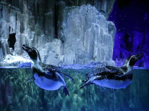 Penguenler Ve Timsahlar Ziyaretçilerini Bekliyor