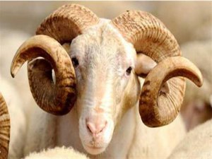 Diyanet (25 Ağustos 2017) Tarihli Türkiye Geneli Cuma Hutbesi