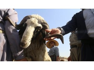 Bayram Sonrası 'Kurbanlık' Bilançosu