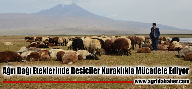 Ağrı Dağı Eteklerinde Besiciler Kuraklıkla Mücadele Ediyor
