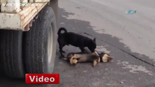 Köpekten 'Acı' Vefa Köpekten 'Acı' Vefa