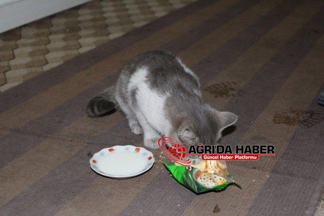 Sokak Hayvanlarına Ağrılı Esnaflar Sahip Çıkıyor Sokak Hayvanlarına Ağrılı Esnaflar Sahip Çıkıyor