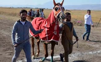 Ağrı Valiliği 2017 Mahalli At yarışları Yapıldı