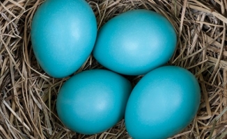 Protein Kaynağı Olan ''Mavi Yumurta'' Türkiye'de Üretilecek