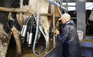 Sütün Ucuzlaması İçin 'Aracı Sayısı Azalsın' Dediler